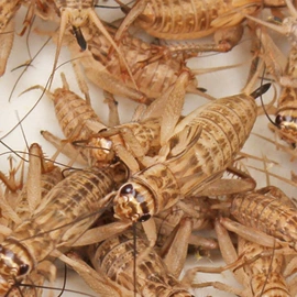 动物性饲料;特种昆虫;观赏鱼饲料
