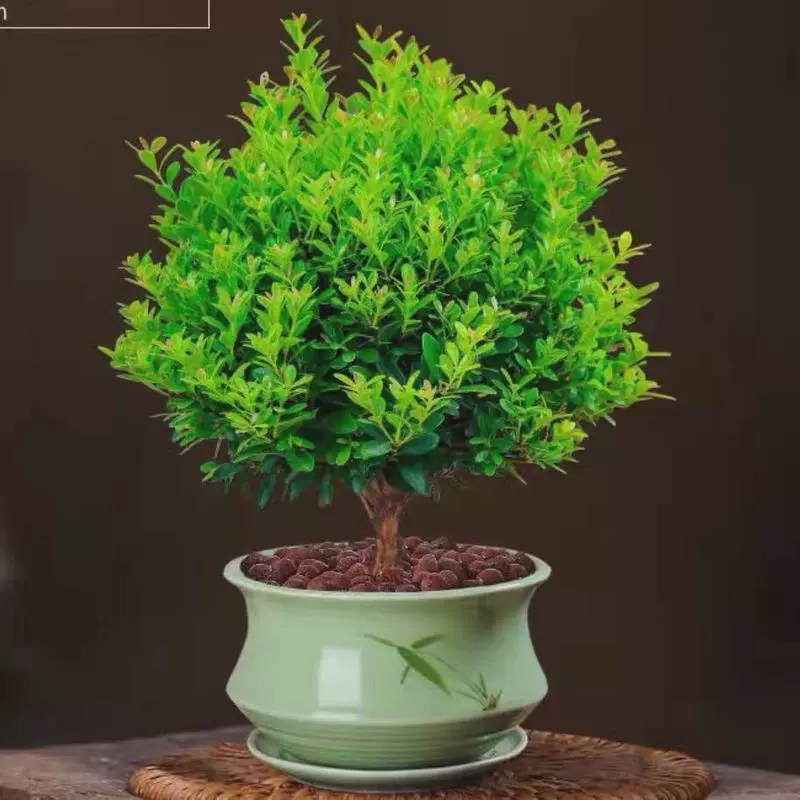Малолистное красное нан-бонсай, старый сучок, офисное зеленое растение, комнатное растение в горшке, простое в уходе, всесезонное, вечнозеленое зеленое растение