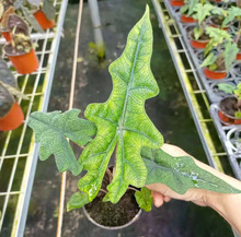 ֱ^~ֲСԾGֲWtӼһ 90ؼܿ