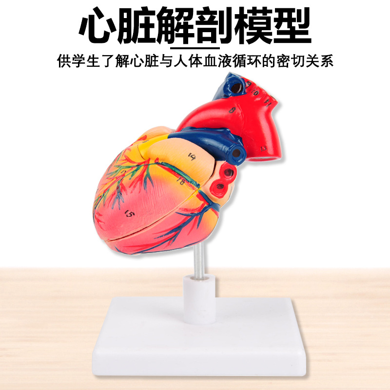 心脏解剖模型带数字标识  J33208 自然大1:1人体心脏解剖教学模型