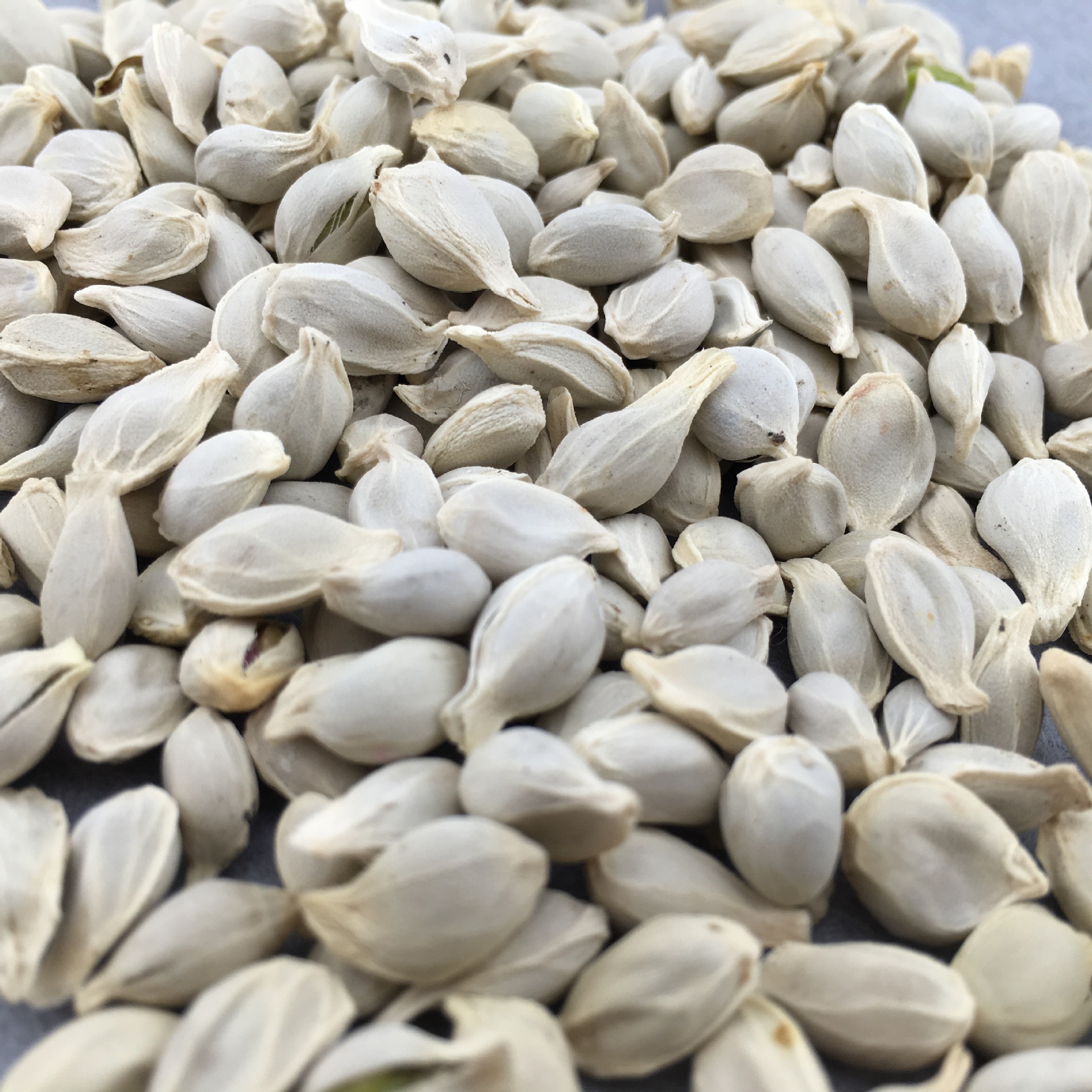 Dried Tangerine Seed Ju He Citrus Reticulata Bulk Herbal Tea Ingredient 500g quality and texture