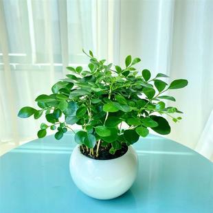 Indoor Office Small Table with Fragrant Flowers and Potted Green Plants, Sun-Loving and Water-Loving Seedlings, 1 Pot with Multiple Plants