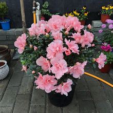 两盆杜鹃花盆栽带花苞庭院植物室内花卉四季开花大颗映山红植物花