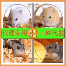 С�}���ς}�������w��z�܌���һֻ�������̰���һ����H���]���B