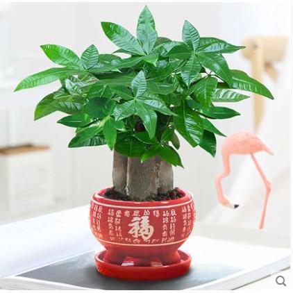 Three-pole money tree [hongfuding]