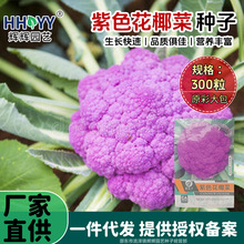 ��ɫ��Ҭ�˷N���ɻ��˷N����ɫ���˷N���m���N�Ӵ����ļ��r���߲�