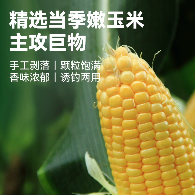 谷道香 Corn wheat kernel series fishing and fishing medicine black pit wild fishing reservoir grass carp carp nest material bait