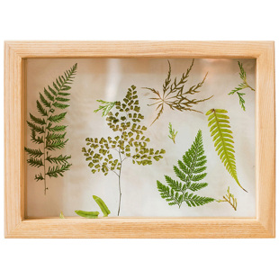 Solid Wood Creative Plant Specimen Photo Frame Three-dimensional Photo Wall Modern Simple Picture Frame Set Table Punch-free INS
