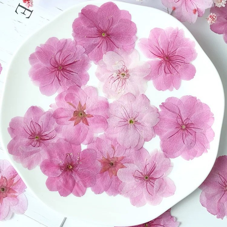 樱花干花压花植物标本滴胶饰品蜡烛手工押花相框书签跨境货源批发