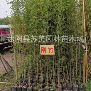 Bamboo Seedlings Courtyard Cold-Resistant Large Ornamental Bamboo Potted Plants All Year Round Evergreen Purple Bamboo Seedlings Golden Bamboo Luohan Bamboo Rigid Bamboo