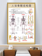 人体内脏解剖图骨骼肌肉分布图脊柱内脏器官装饰挂图现货运动消化