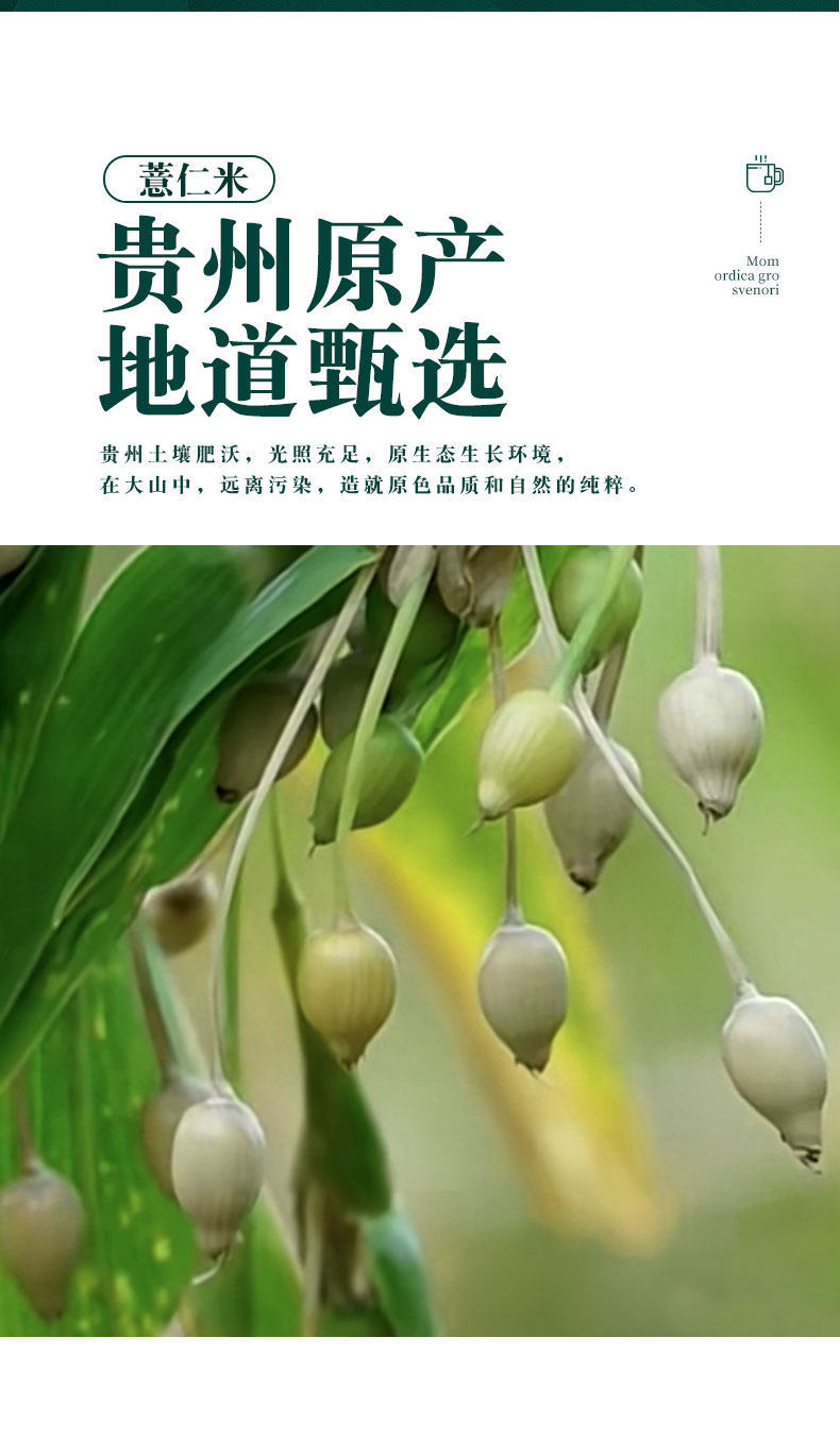 Coix Seed Yi Yi Ren 500g Dried Job's Tears for Tea Soup and Congee quality and texture