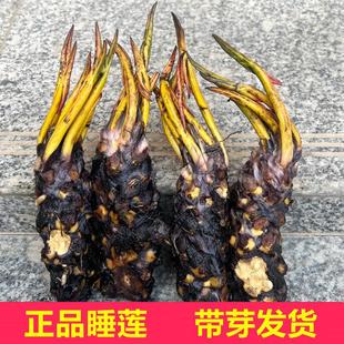 Large Water Lily Hydroponic Plant with Large Root Tuber, Bowl Lotus Flower, Easy to Grow Indoors, Blooms All Seasons, Water Culture Pond Lotus Potted Plant