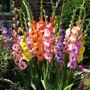 Dutch Gladiolus Bulbs Cold-Resistant Garden Courtyard Cut Flowers Florals and Gardening