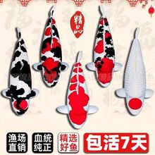 纯种日本锦鲤招财进口冷水观赏鱼红白三色庭院鱼池鱼苗鱼缸黄金鱼