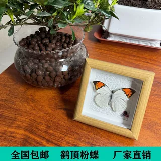 真蝴蝶标本相框桌面蝴蝶摆件手蝴蝶标本成品蝴蝶相框仿真网红同款