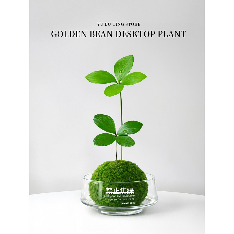 Hydroponic plants, Mexican iron tree potted plant, lucky four-leaf clover moss ball, indoor green plant, office desktop bonsai