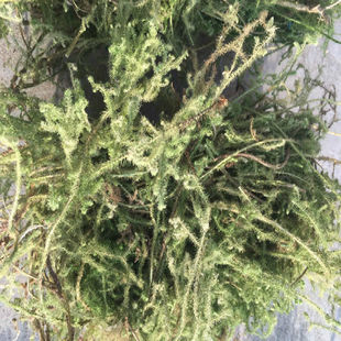 Ұ������ ʯ�� ��횲� С���ٲ���� ȫ�ݕ��500��һ��