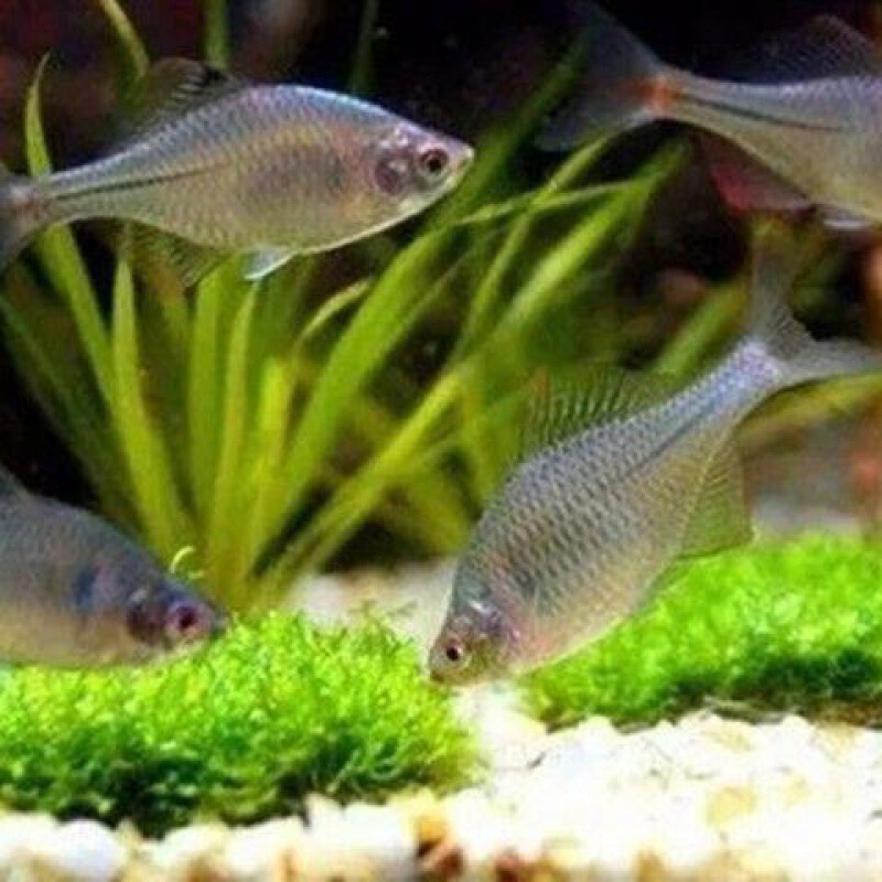 フナ、観賞魚、冷水魚、ネイティブ魚、カラフルなフナ、ハイボディフナ、小型淡水魚、飼いやすい|undefined