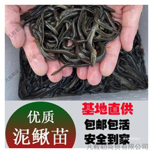 鲜活养殖鱼苗饲料台湾金鳅淡水青鳅钓乌龟泥鳅筏钓鱼宠物龙鱼本地