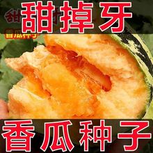 冰糖子甜瓜种子超甜花皮脆瓜香瓜籽薄皮盆栽甜掉牙四季种水果种孑