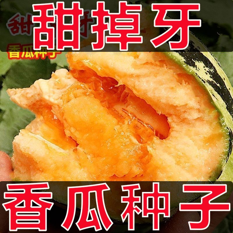 冰糖子甜瓜种子超甜花皮脆瓜香瓜籽薄皮盆栽甜掉牙四季种水果种孑