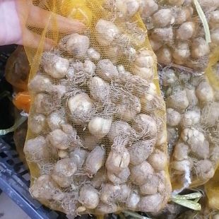 On Bag Wholesale, 100 Pieces Per Bag, Domestic Grape Hyacinth Seed Bulbs, Hyacinth Seed Bulbs, Popular Supply