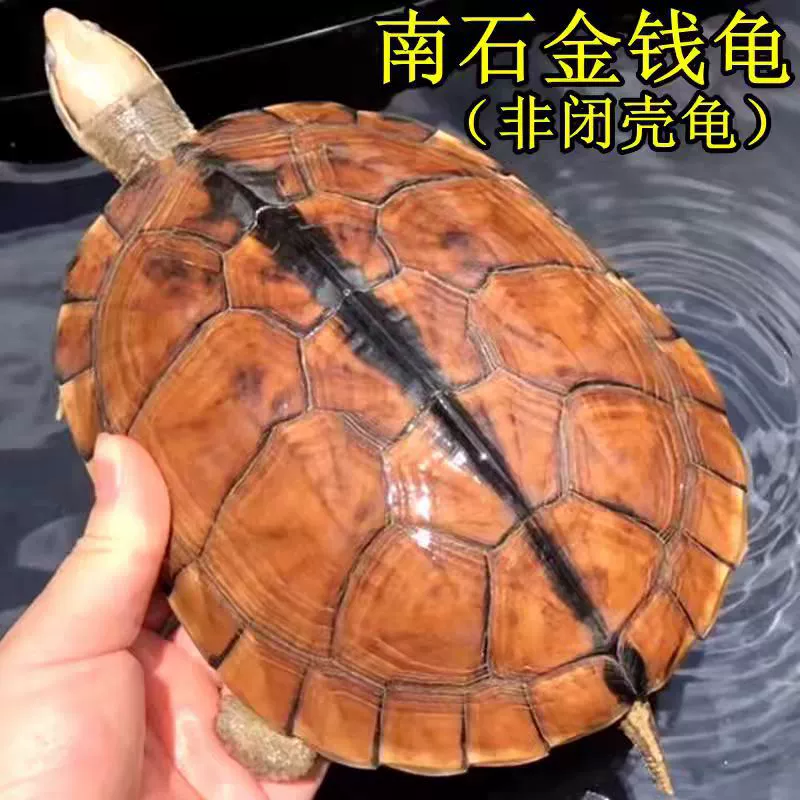 Чистая каменная денежная черепаха, счастливая черепаха-питомец, маленькая черепаха, живая маленькая зеленая черепаха, золотая денежная черепаха, чистокровная черепаха удачи