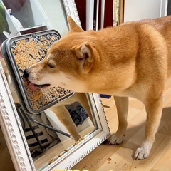 国境を越えて人気の食品級ペット用品シリコン猫犬舐めパッドスローパッドペット吸盤舐めパッド