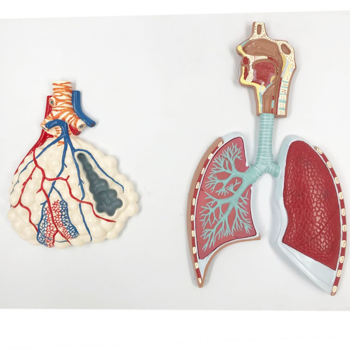 R013 Respiratory System Model