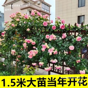 �S�һ���ֱ�l �����¼� ���� ���� ����ֲ���ٱ��NޱͥԺ�̨����