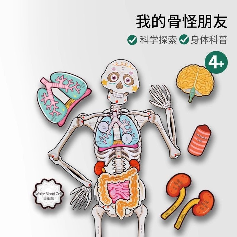 Physiological skeleton for friend