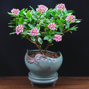 ��߅�������Դ�С���҃ȝ������辰ֲ�ﻨ�ܶ����^�p�����Ϙ�����