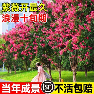 ��ޱ���������԰��ռt�Ϙ���������ͥԺ�����Z�qֲ��e���G���ļ�