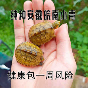 С������������ˮ�������ﱱʯ�����^�p���N���w���SС����w