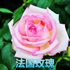 Rose seeds four seasons of indoor potted flowers seeds, all kinds of easy -to -grow live outdoor flowers green plant flower seeds