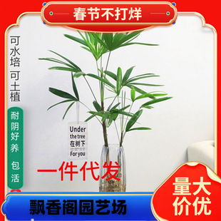 һ�����lˮ��ֲ�����������҃Ⱥ��B��������ļ����F��Gֲ����ˮ