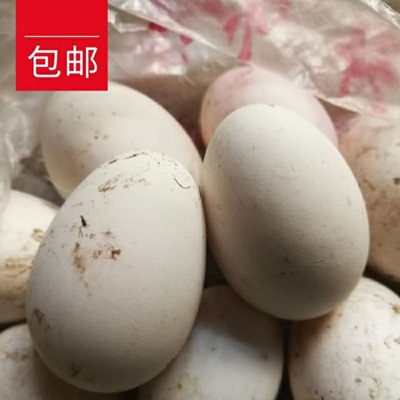 Junior Wulong Taizhou be fertilized Seed egg Hatch Edan Farm fresh Backyard