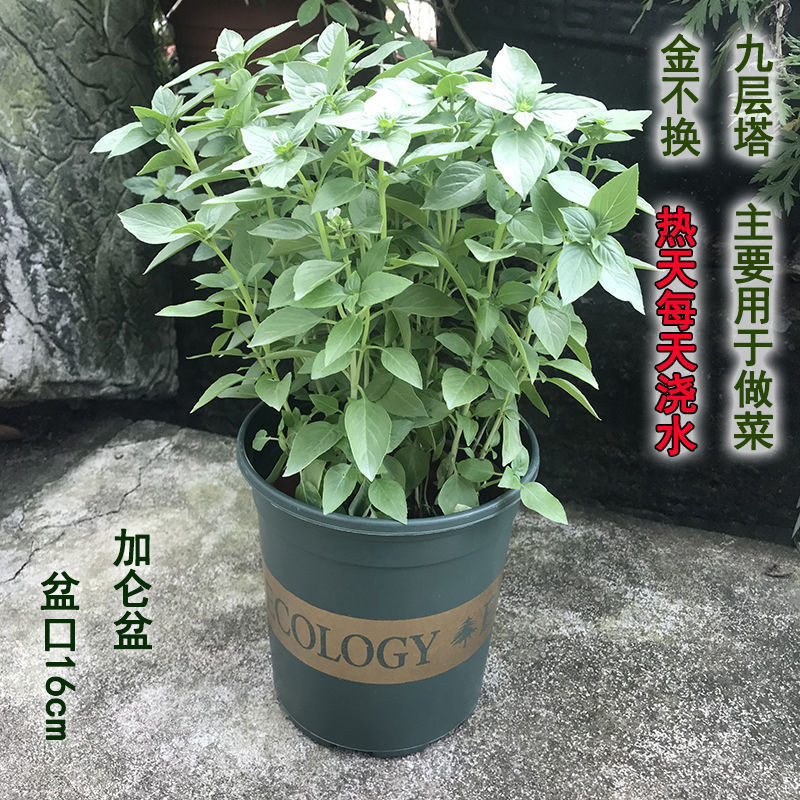 批发金盆栽九层塔苗可食用罗勒叶香植物四季绿植好养批发