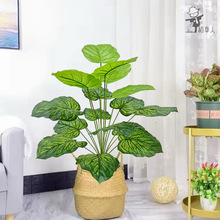 �����پGֲ���ԾG�T�~��ֲ���辰�ҾӾƵ��b͏d��������b�