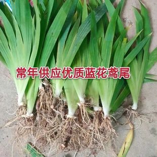 ���������Sβ ˮ�����G�Sβ �����m���͟��ͺ��ӵ��G�����R�쾰