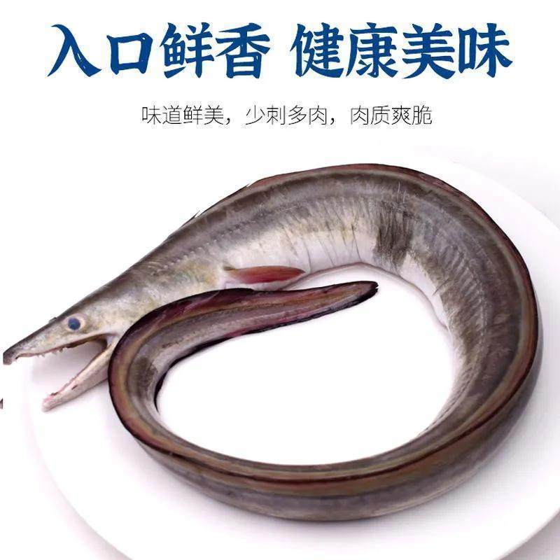 新鲜海鳗鱼海鲜鲜活水产冷冻舟山深海海捕鳗鱼整条冰冻曼鱼段生鲜