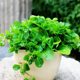 Mint Seed Potted Edible Mint Seedlings to Repel Mosquitoes and Spearmint Balcony Sowing Catmint Seeds in All Seasons