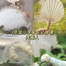 ♔蚕丝扇骨diy制作蚕丝扇子骨蚕宝宝吐丝扇子竹制品半成品蚕吐丝