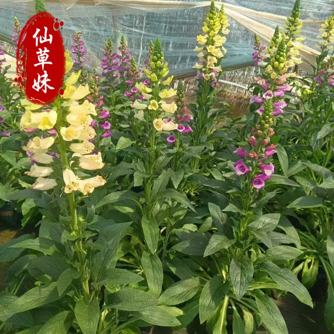 毛地黄多年生宿根植物观赏草四季时令草花宿根草本花卉钓钟柳基地