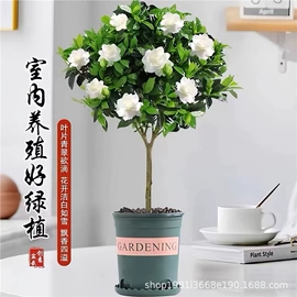 盆栽;种子;树苗