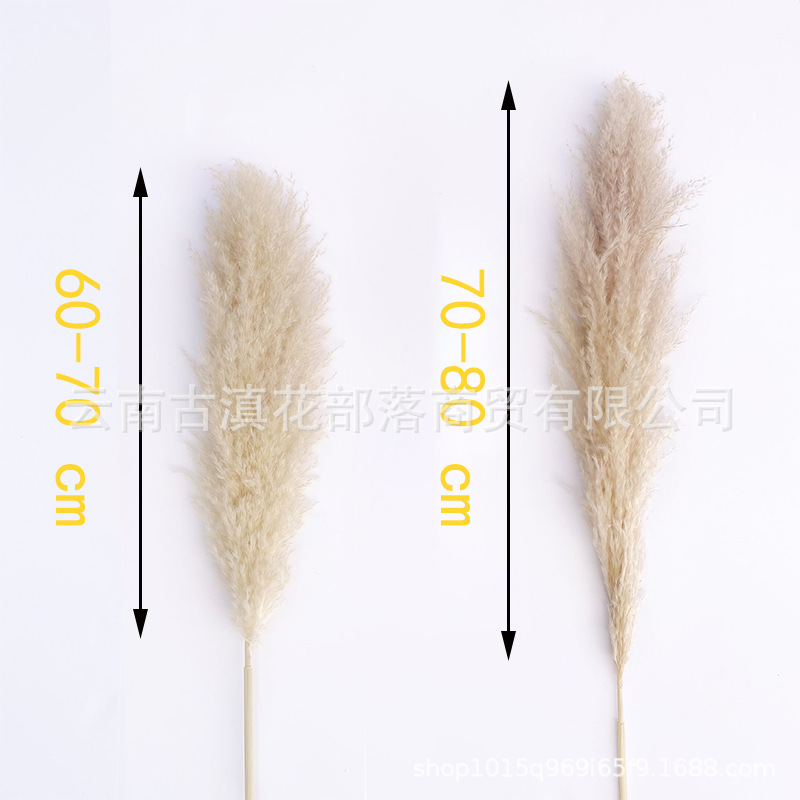 억새 60-70 머리 길이