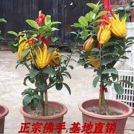 金华佛手盆栽带花苞/金佛手树苗带果/大小果佛手香橼/佛手柑盆栽