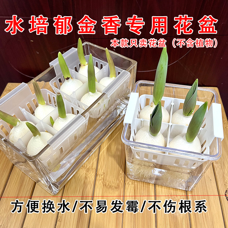 植栽バスケット付き水耕チューリップ植木鉢、水耕球根、水交換が簡単なガラス製品、透明なチューリップ花瓶|undefined