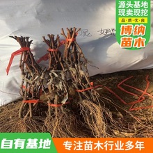 �ϱ����Nֲ����Y���޷�������������������ј������ј��mˮ��